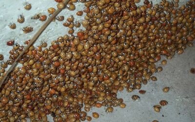 Finding Lots of Ladybugs in Your Home? Here’s Why