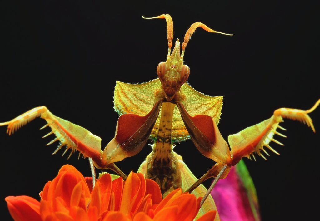 Praying mantis above a flower