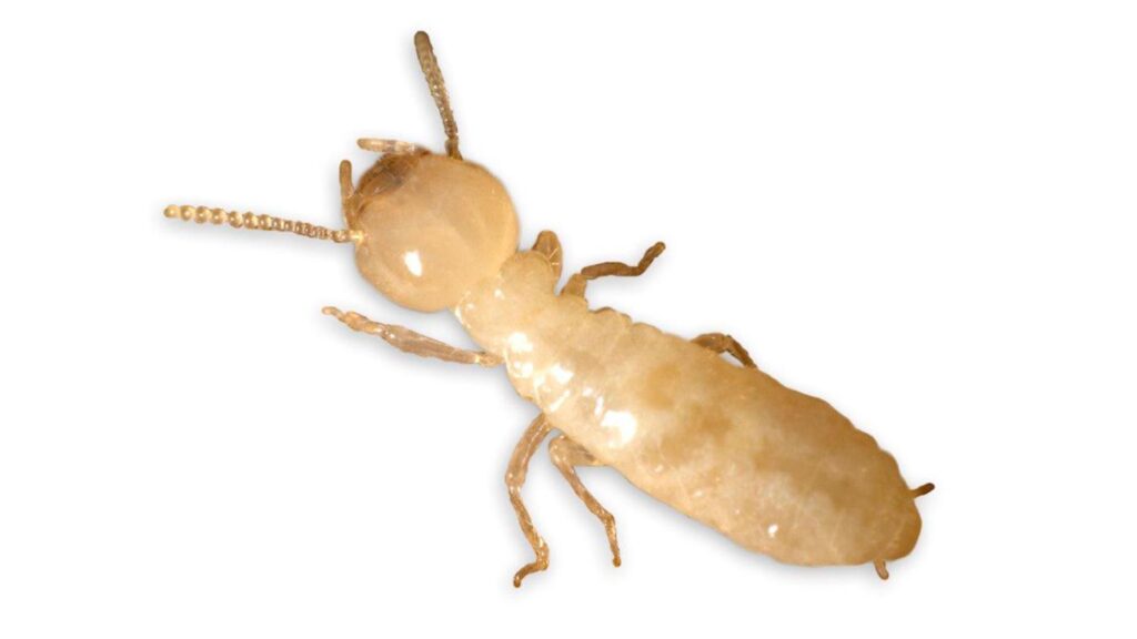 Termite on a white background