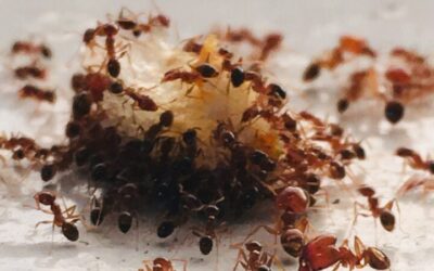 Get Rid of Sugar Ants: 3 Steps