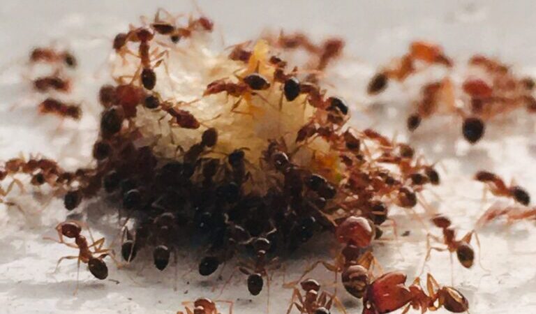 Sugar ants climbing on food