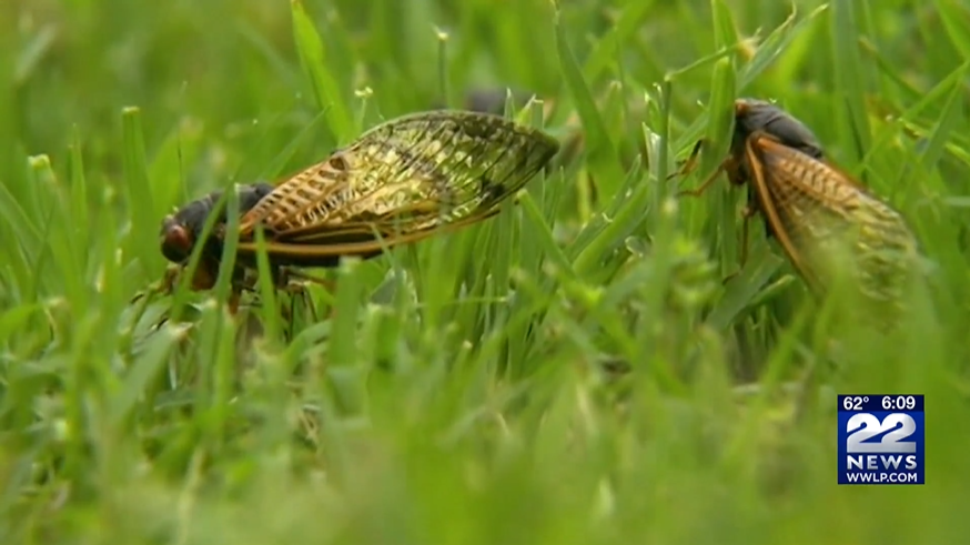 Cicadas in the grass
