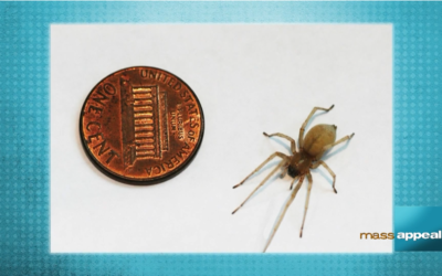 Creepy Crawlies in Your Attic and Basement