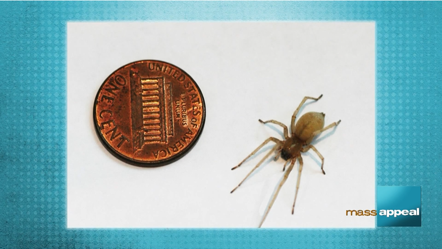 Small spider next to a penny
