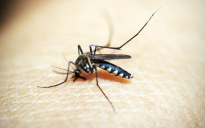 Recent Cooler Weather Won’t Be Enough to See Decline in Mosquitoes