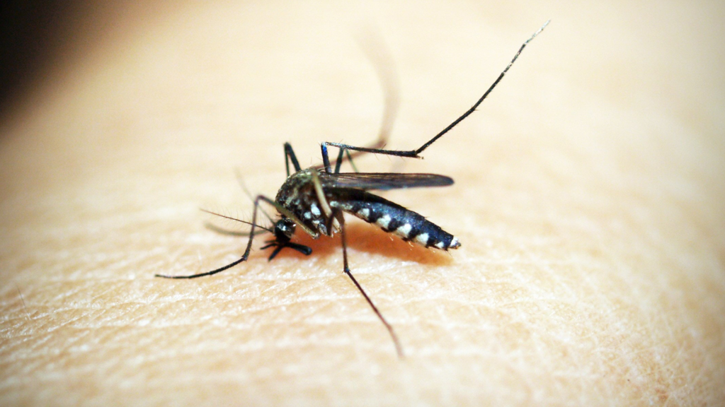 Picture of a mosquito biting a person for blog about how to Prevent Springtime Mosquitoes
