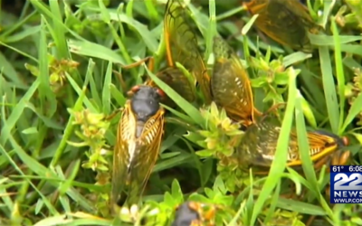 Billions of Cicadas Set to Emerge