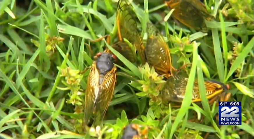 Cicadas crawling through grass