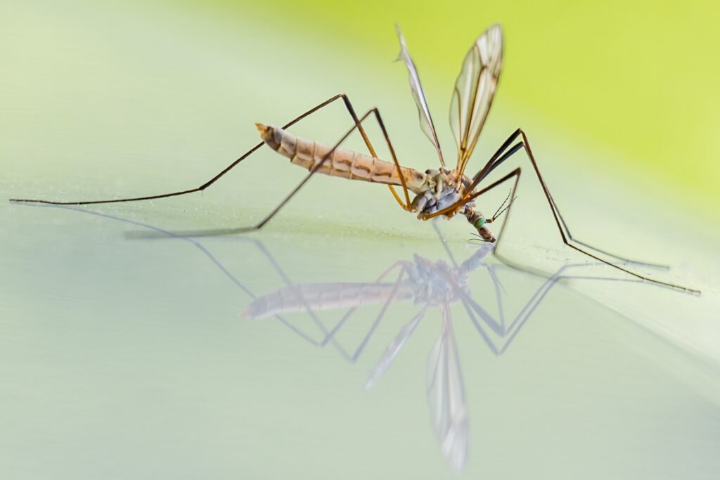 A mosquito sitting on its reflection