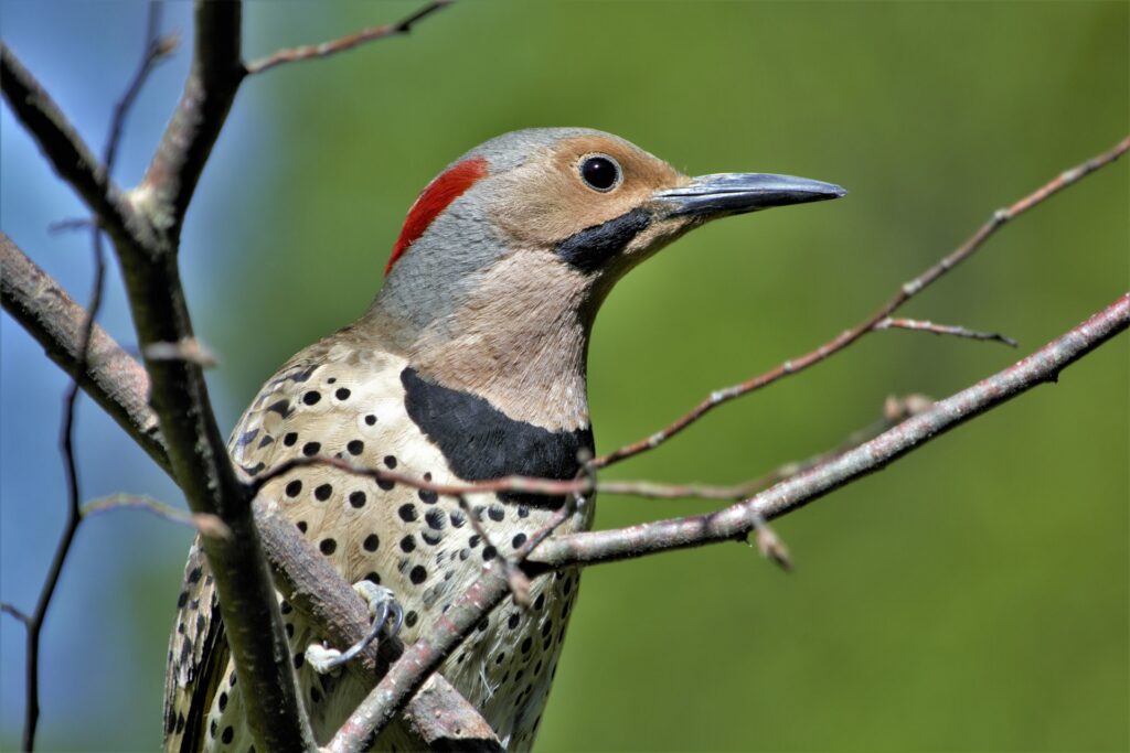 A woodpecker sitting in a tree