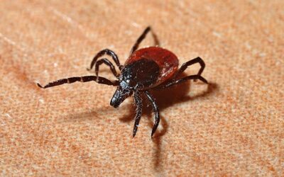 Ready or Not, Tick Season is Here