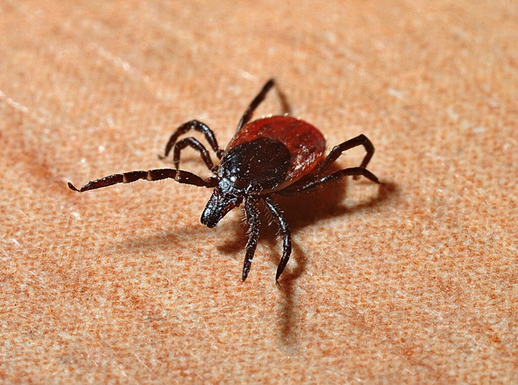 alt="picture of a tick for news about tick season"