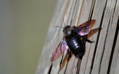 Carpenter Bees: A Threat to Local Structures