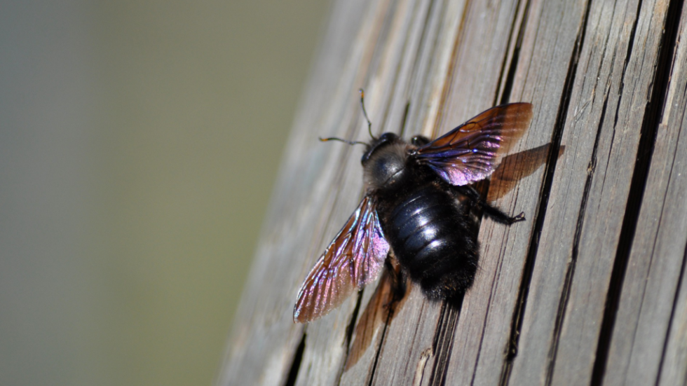 Carpenter Bees: A Threat to Local Structures | Braman Pest