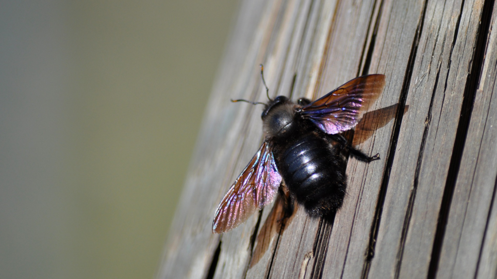 carpenter bees can pose a threat to local structures