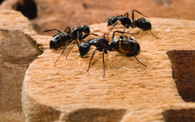 Carpenter Ant Week: Structural Damage Costs Homeowners Thousands