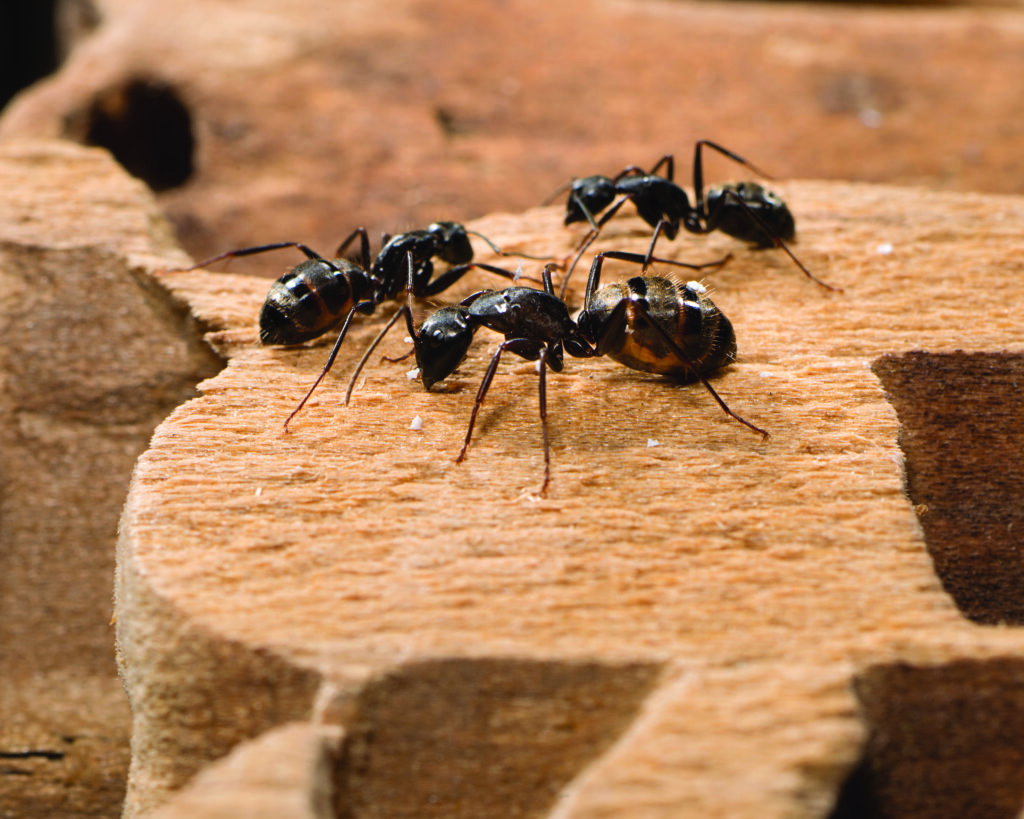 Three Carpenter Ants