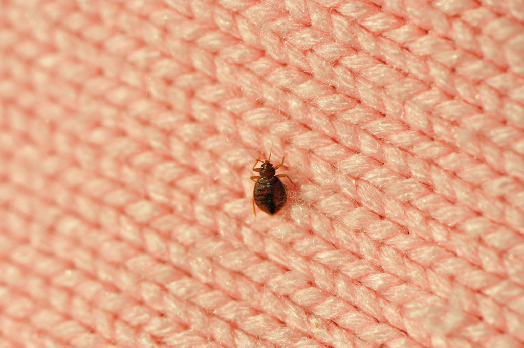 Bed bug on a pink blanket