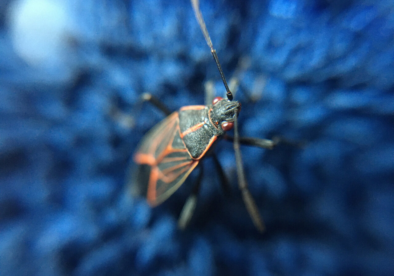 Boxelder Bugs Braman Pest