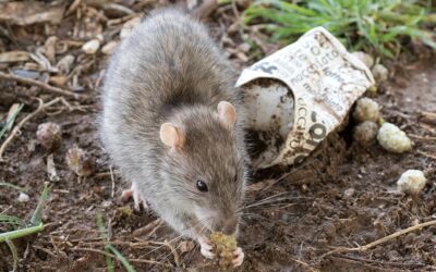 Hantavirus Cases Tied to Rodents: How to Protect Yourself
