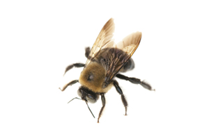 Carpenter Bee on white background