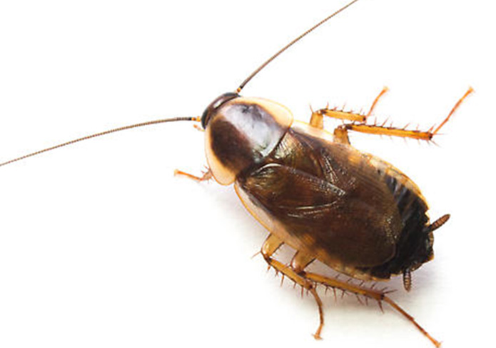 Female-wood-roach