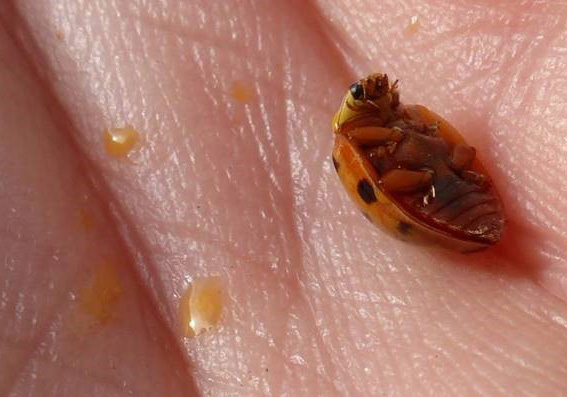 Asian Ladybugs