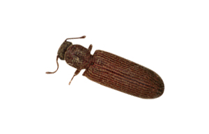 Lyctid-powderpost-beetle