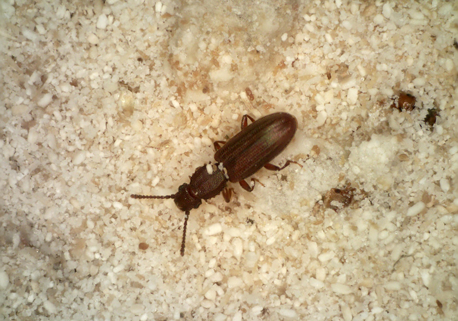 Sawtoothed-grain-beetle