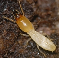 termite soldier