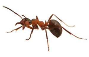 ant on white background