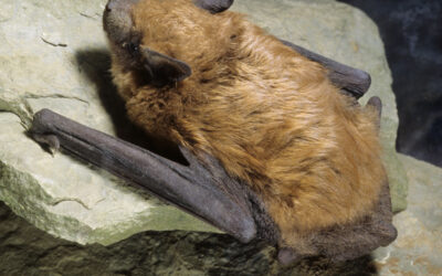 What You Need to Know About Bats