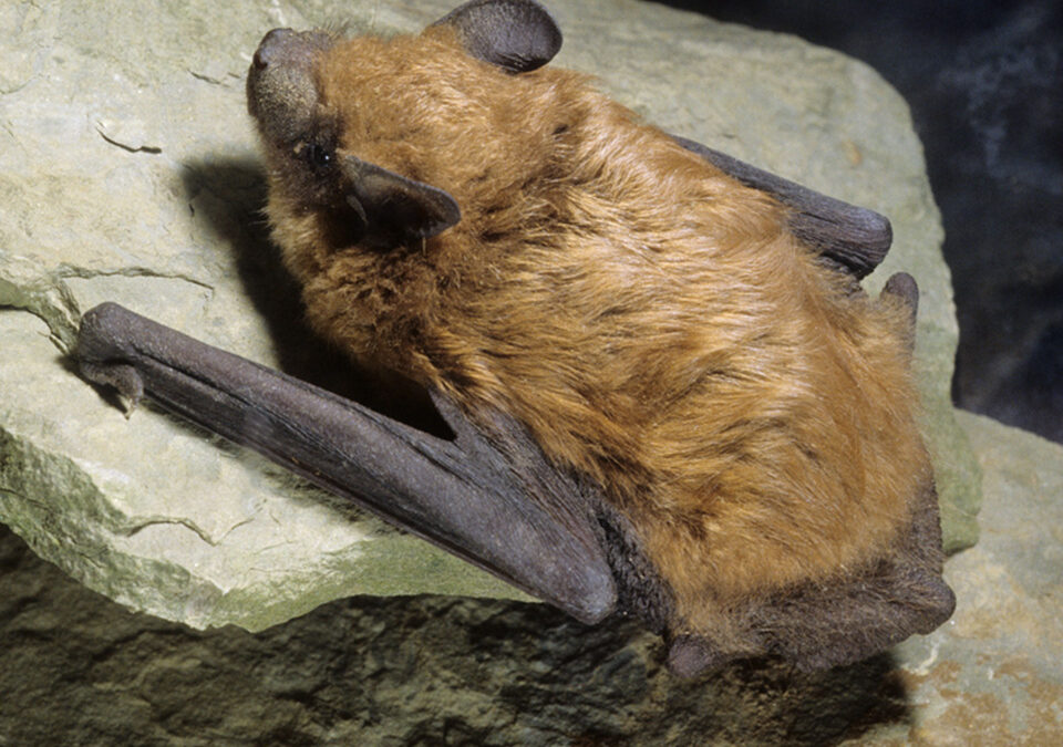 What You Need to Know About Bats