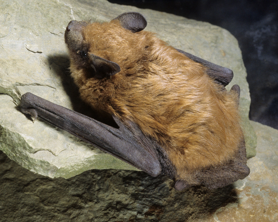 big brown bat on a rock