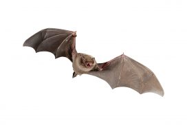 bat on white background