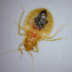 How to Tell If You Have Bedbugs