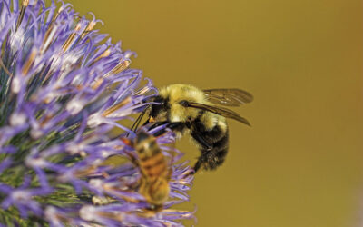 How to Live in Harmony with Pollinators