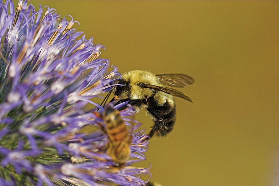 Bumble bees on a flower
