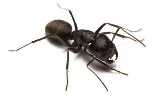 Carpenter Ant on white background
