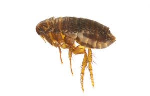 Fleas are More Than an Itchy Annoyance
