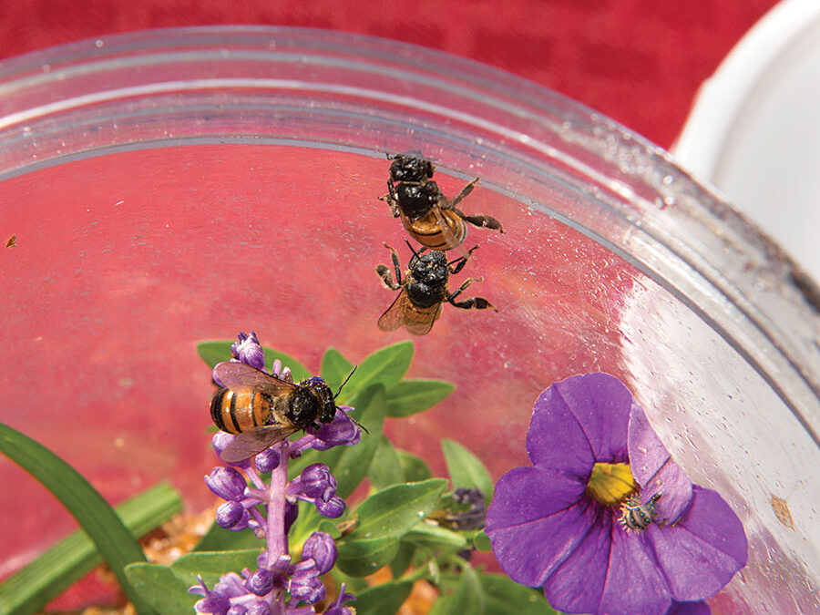 What’s Causing the Decline in Honey Bee Populations?