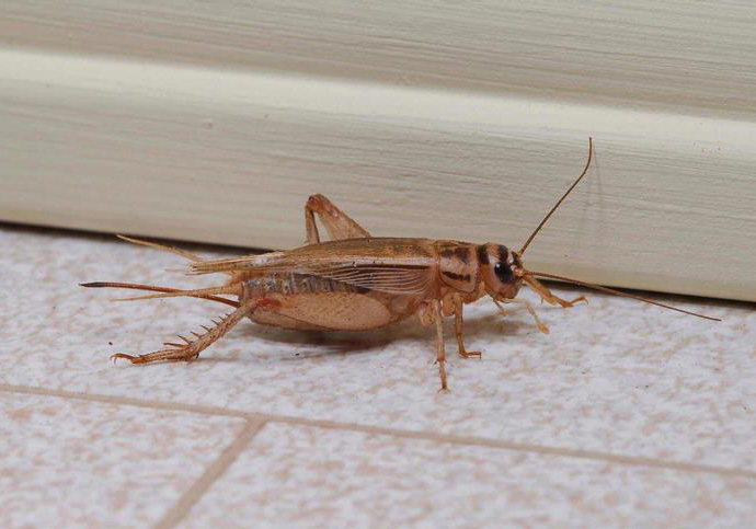 house cricket