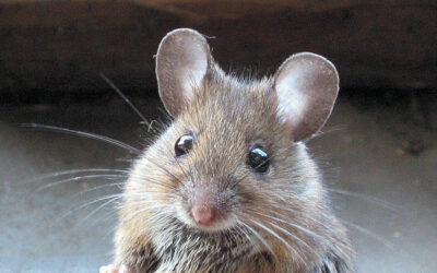 Winter Mouse Mania: The Dangers of an Infestation