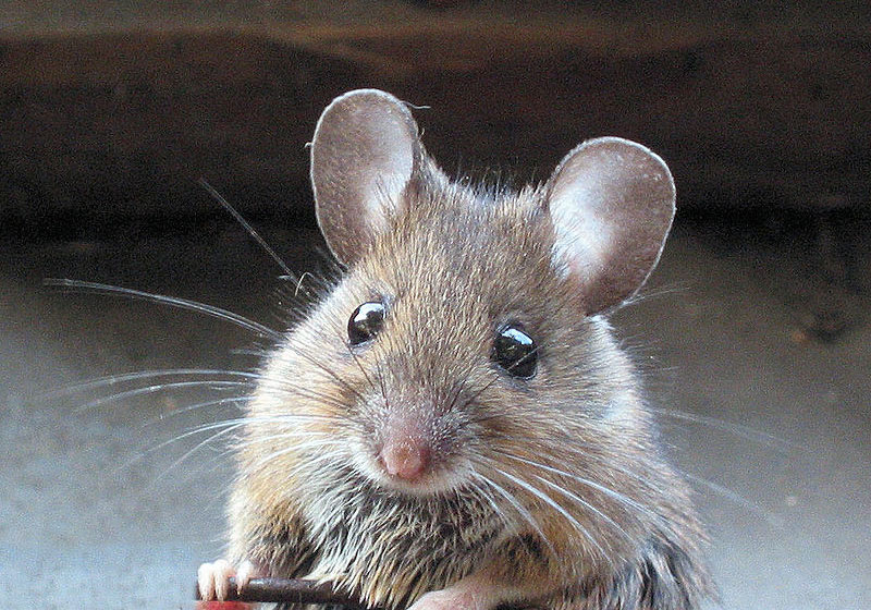 house mouse