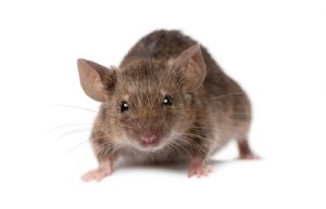 mice on white background