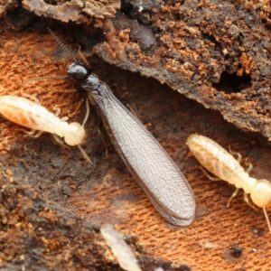 termite swarmer
