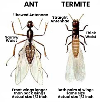 termite vs ant identification