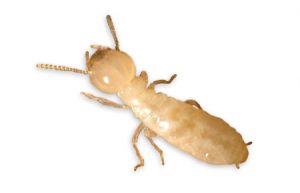 Termite Inspection & Treatment
