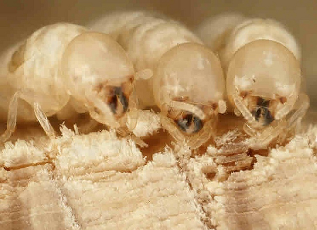 three termites closeup