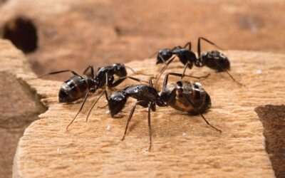 The Ants Go Munching: Carpenter Ant Damage